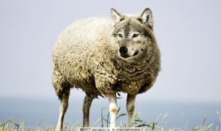 披着羊皮的狼dj 披着羊皮的狼dj